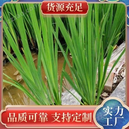 黄菖蒲 多年生湿生或挺水宿根草本植物 水中挺水栽培