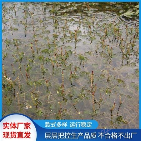 喜阳喜湿狐尾藻厂家直供 善水质生态环境效果好 带芽发货